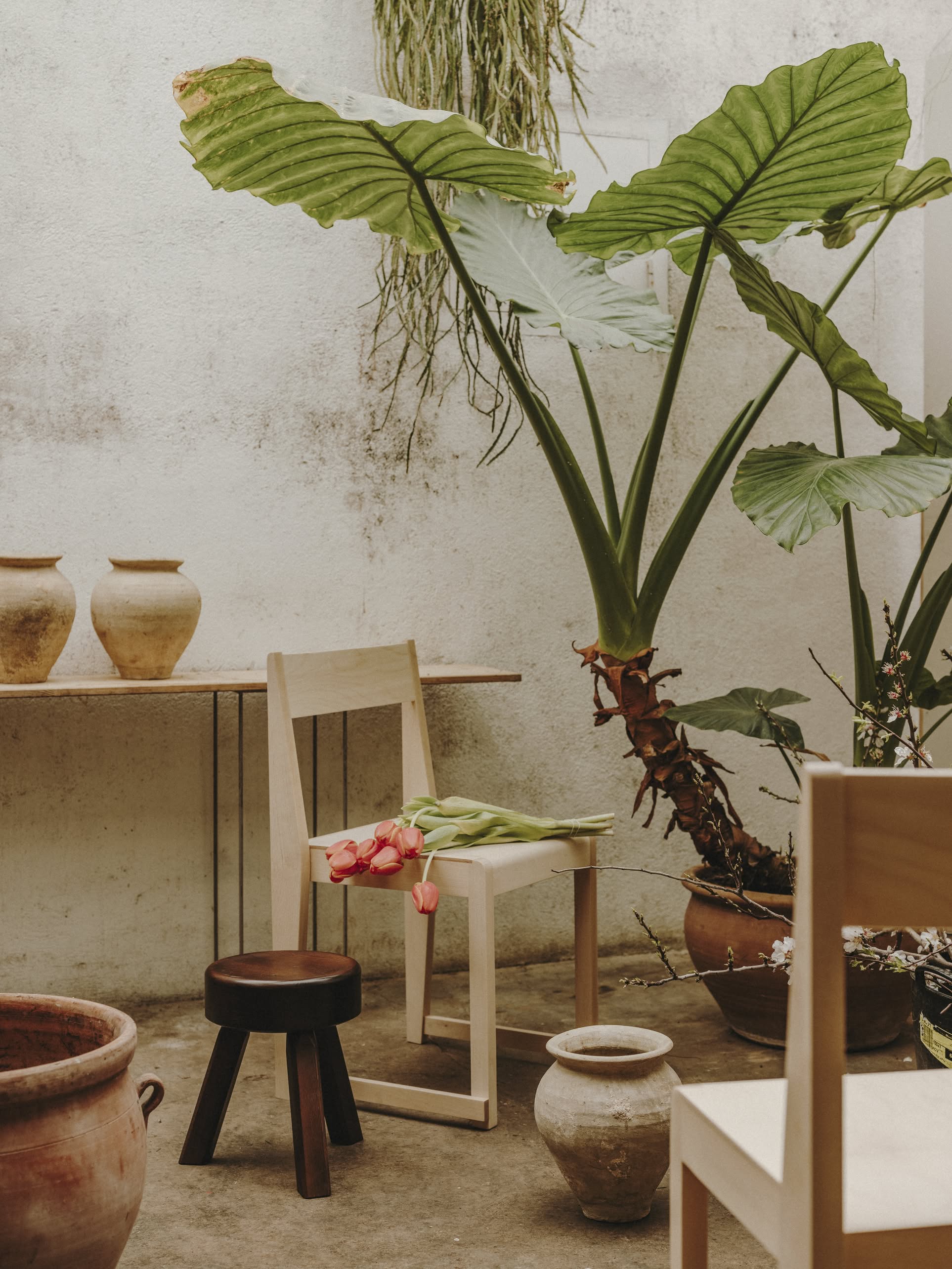 A minimalist indoor space with large leafy plants, a solid oiled pine chair adorned with pink tulips, the FRAMA AML Stool by FRAMA as a bedside accent, and ceramic pots arranged on the floor and table against a textured wall.