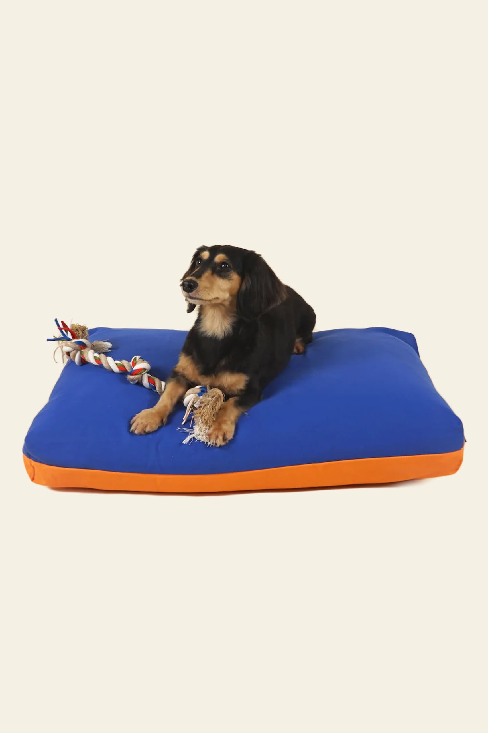 A small black and brown dog lies on a large Good Chonk Cloud Kapok Dog Bed by Good Chonk with a 100% cotton canvas cover and a colorful rope toy, looking slightly to the left against a plain background.