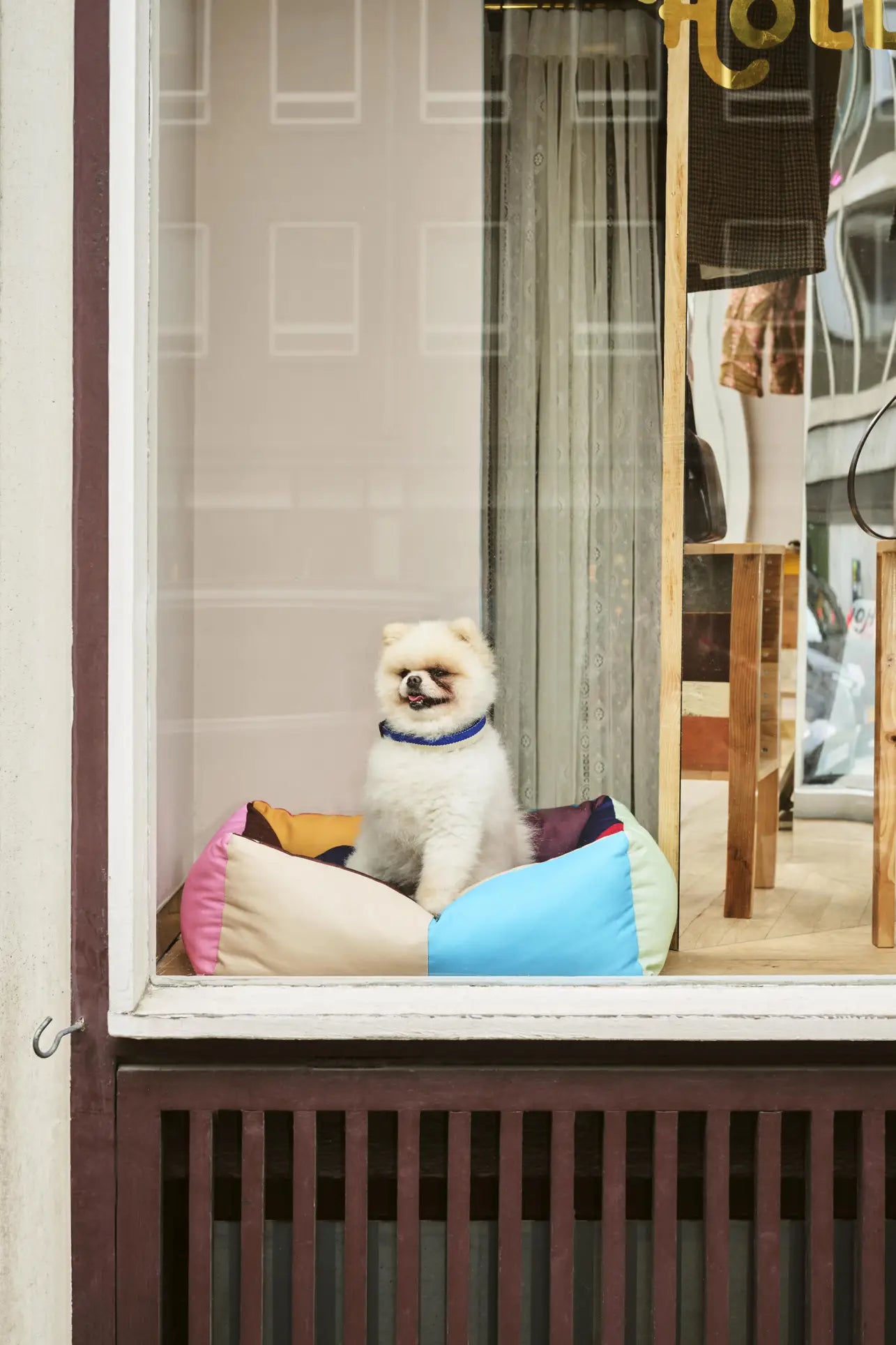 A small fluffy dog with a blue collar sits on a HAY Dogs Bed S by HAY in a shop window, looking outside. Colourful accessories and part of a wooden chair and table are visible inside the shop.