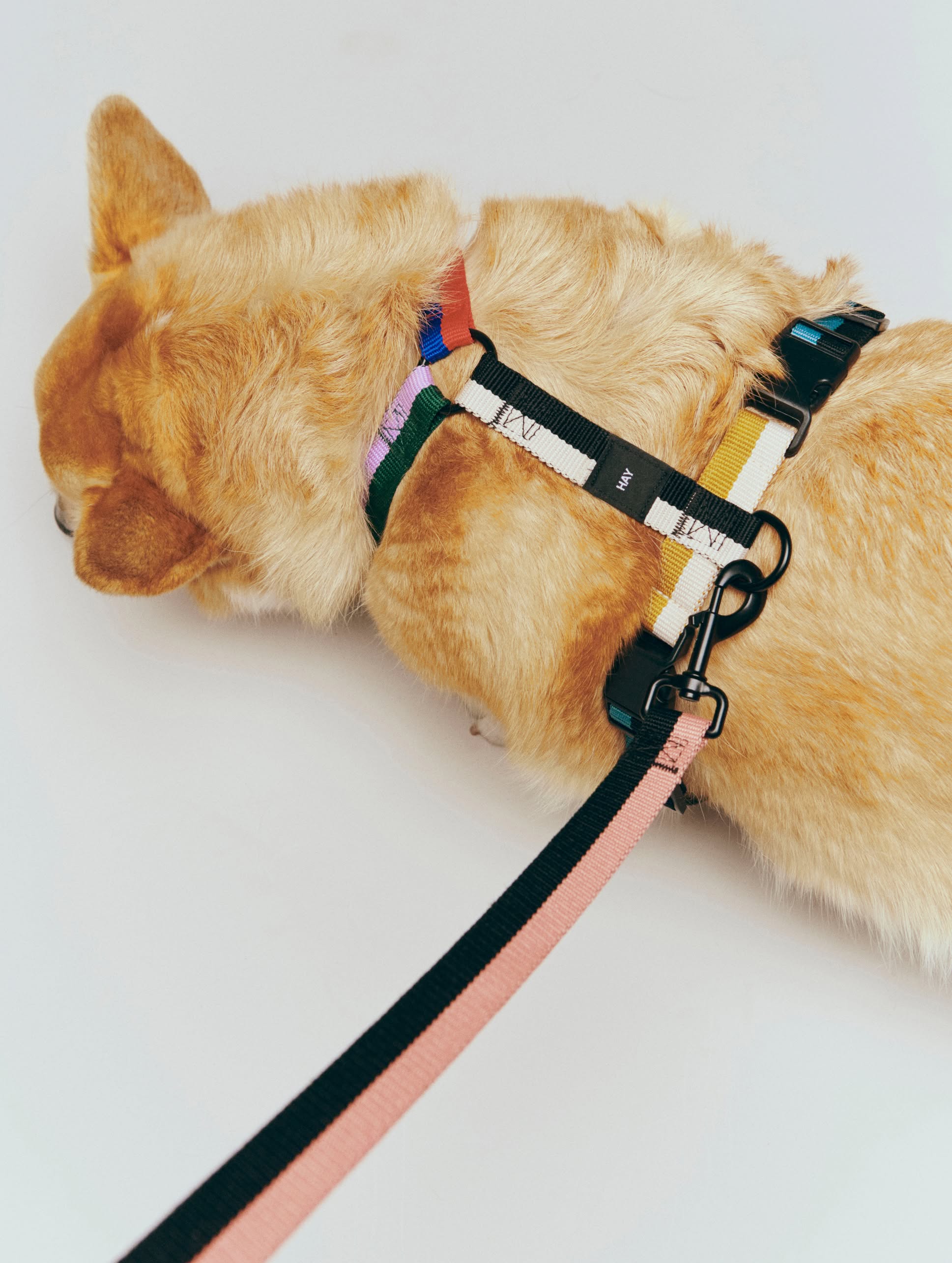 HAY Dogs Harness Multicolour