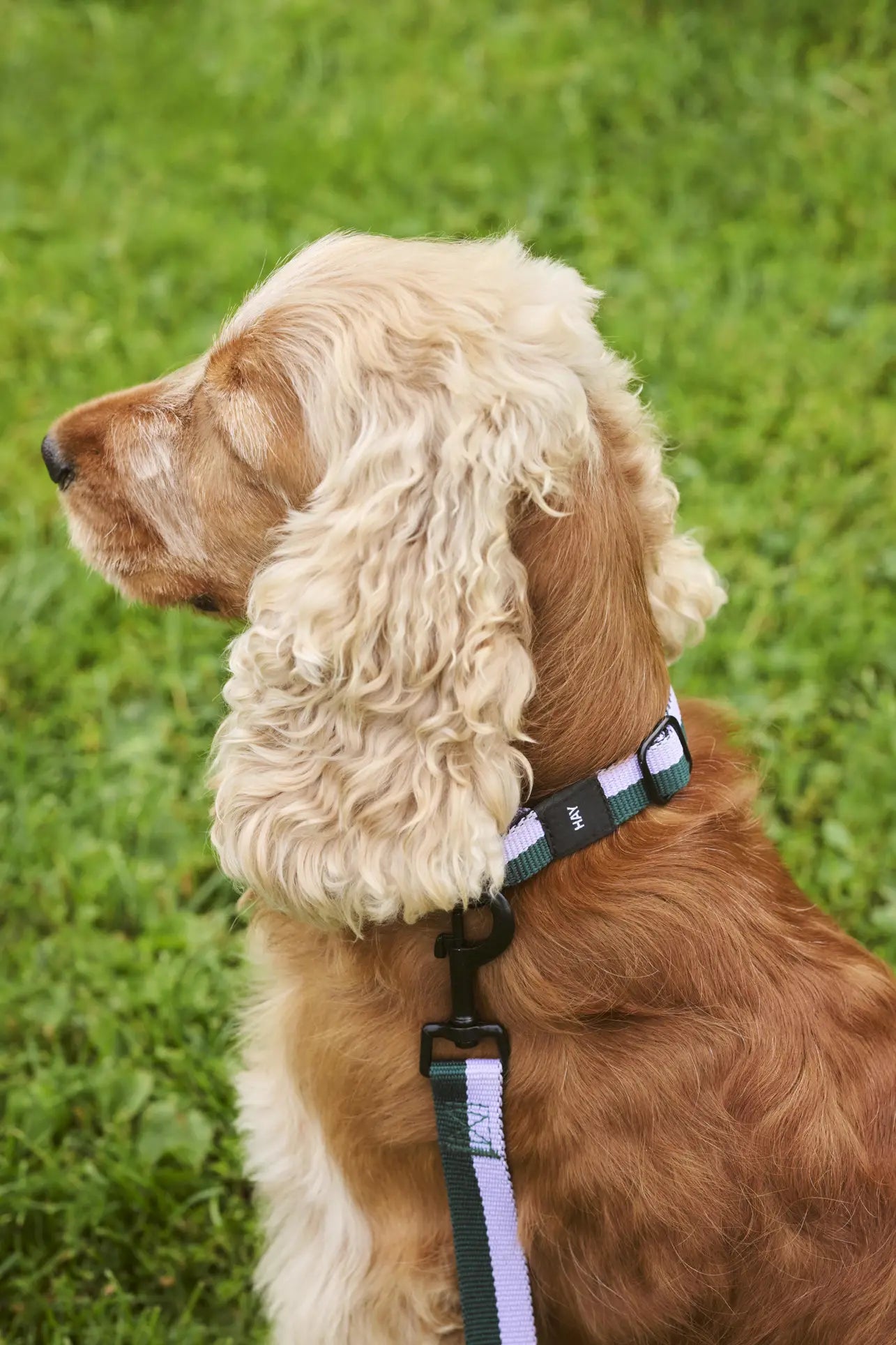 A golden-brown cocker spaniel with wavy fur sits on green grass, wearing a striped collar and an HAY Dogs Leash Flat M/L by HAY, gazing off to the side.