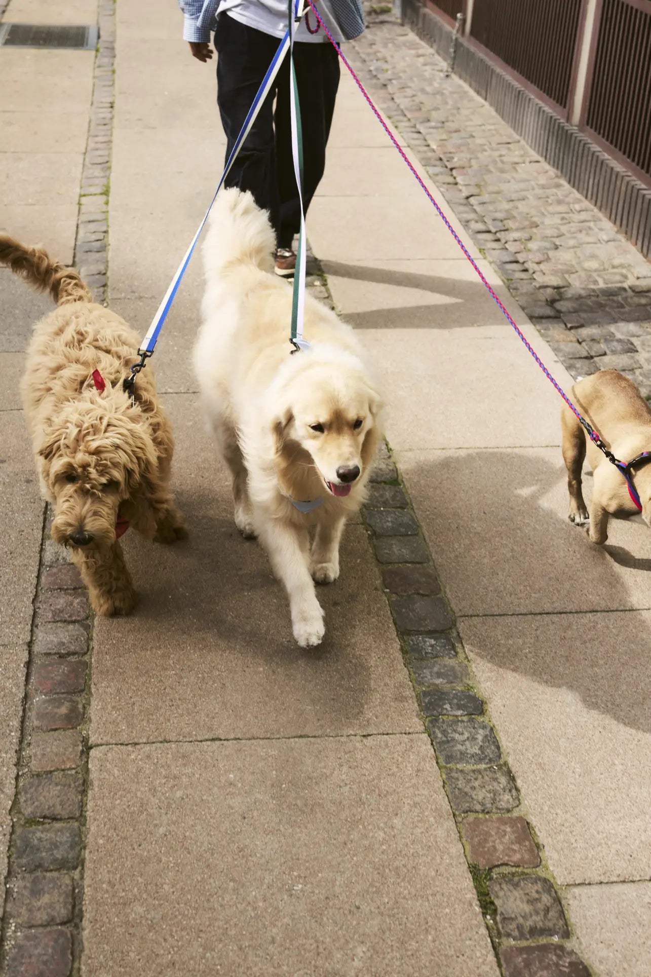 Three dogs—one curly-haired brown, one golden retriever, and one small beige—are being walked along a stone-edged sidewalk. Only the persons legs are shown as they hold HAY Dogs Leash Flat M/L from HAY and chic dog accessories.