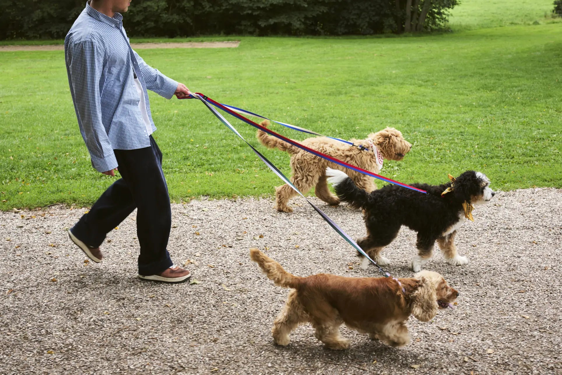 A person walks three dogs of different breeds on the HAY Dogs Leash Flat M/L by HAY along a park gravel path, with green grass and trees in the background.