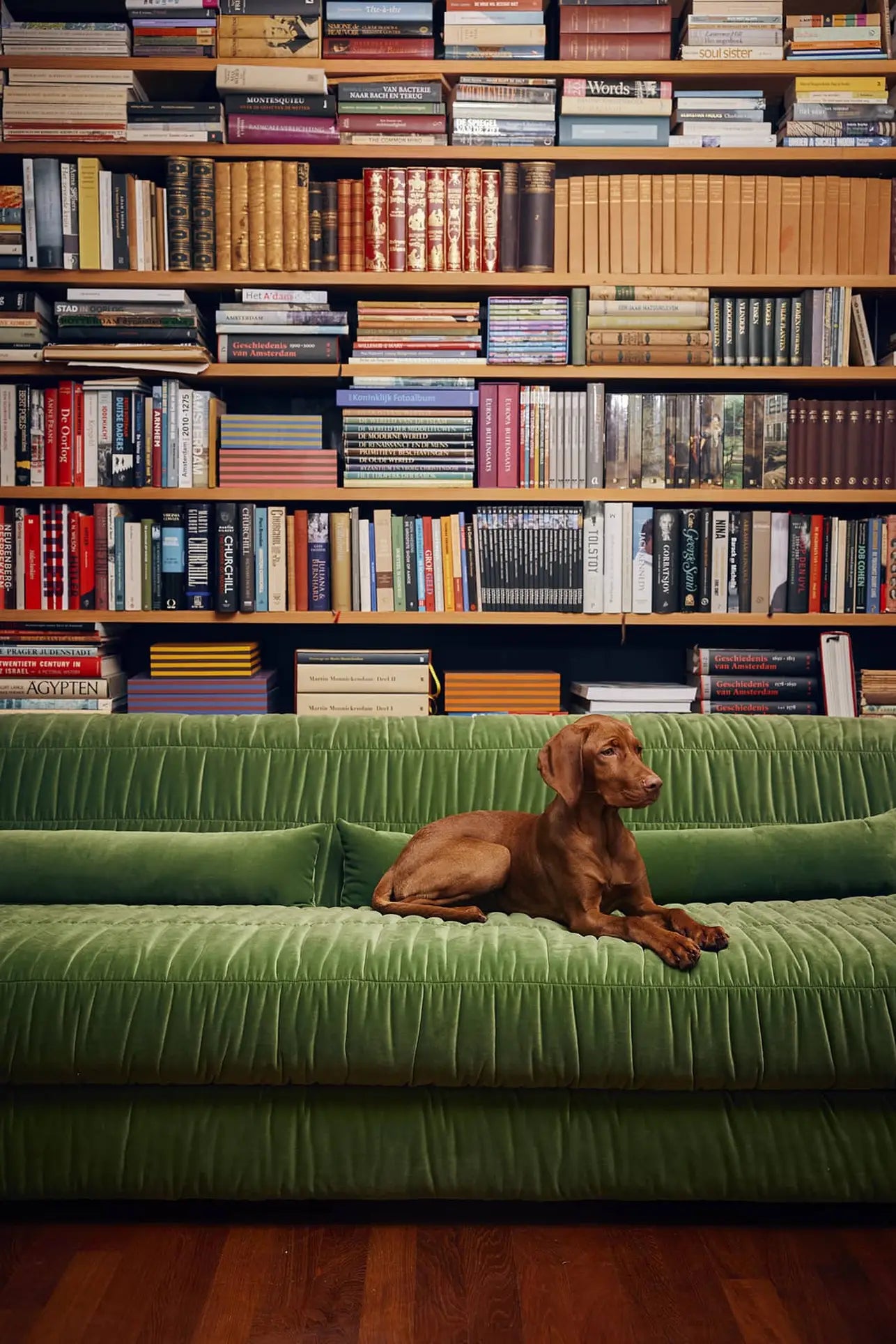 A brown dog relaxes on the HKliving Club Couch by HKliving, featuring green velvet pleated upholstery, enjoying its comfort in front of a large bookshelf filled with colorful books.