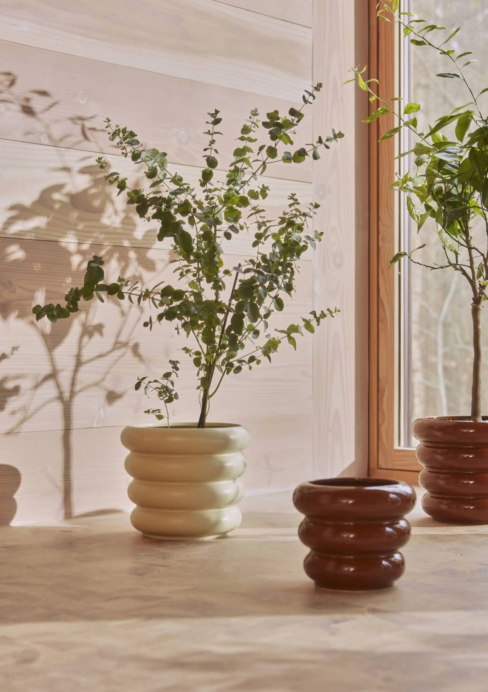 Two potted plants in ribbed ceramic pots stand on a wooden floor near a sunlit window, casting shadows on the wood-paneled wall. An OYOY Living Design Awa Pot, Small by OYOY Living Design sits empty in front, perfect for future botanical displays.