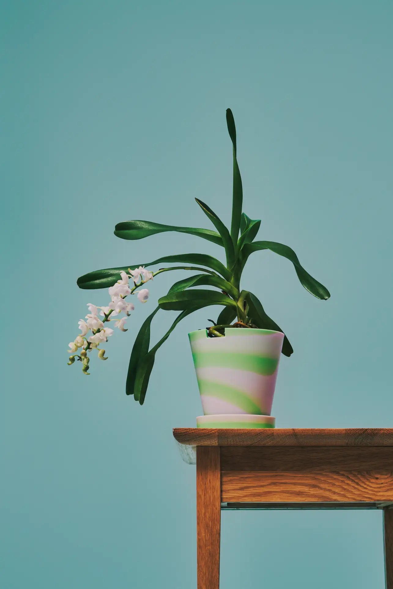 ark plant pot Plastic Ark Dirty Pot