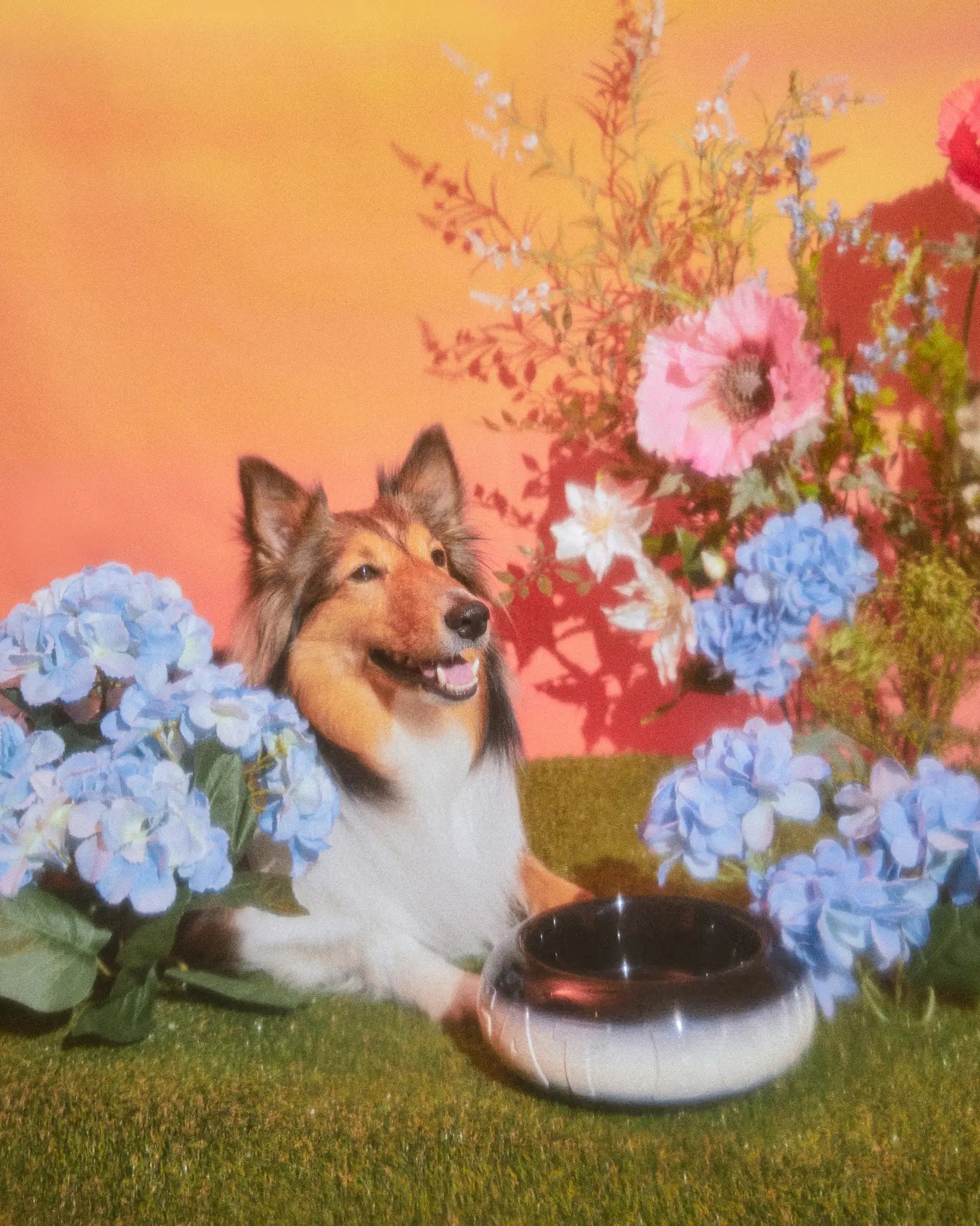 A happy Collie lies on grass among blue and pink flowers, with the Plastic Ark Fat Bowl by Plastic Ark—made from recycled plastic—in black and white nearby. The background features a warm orange color.