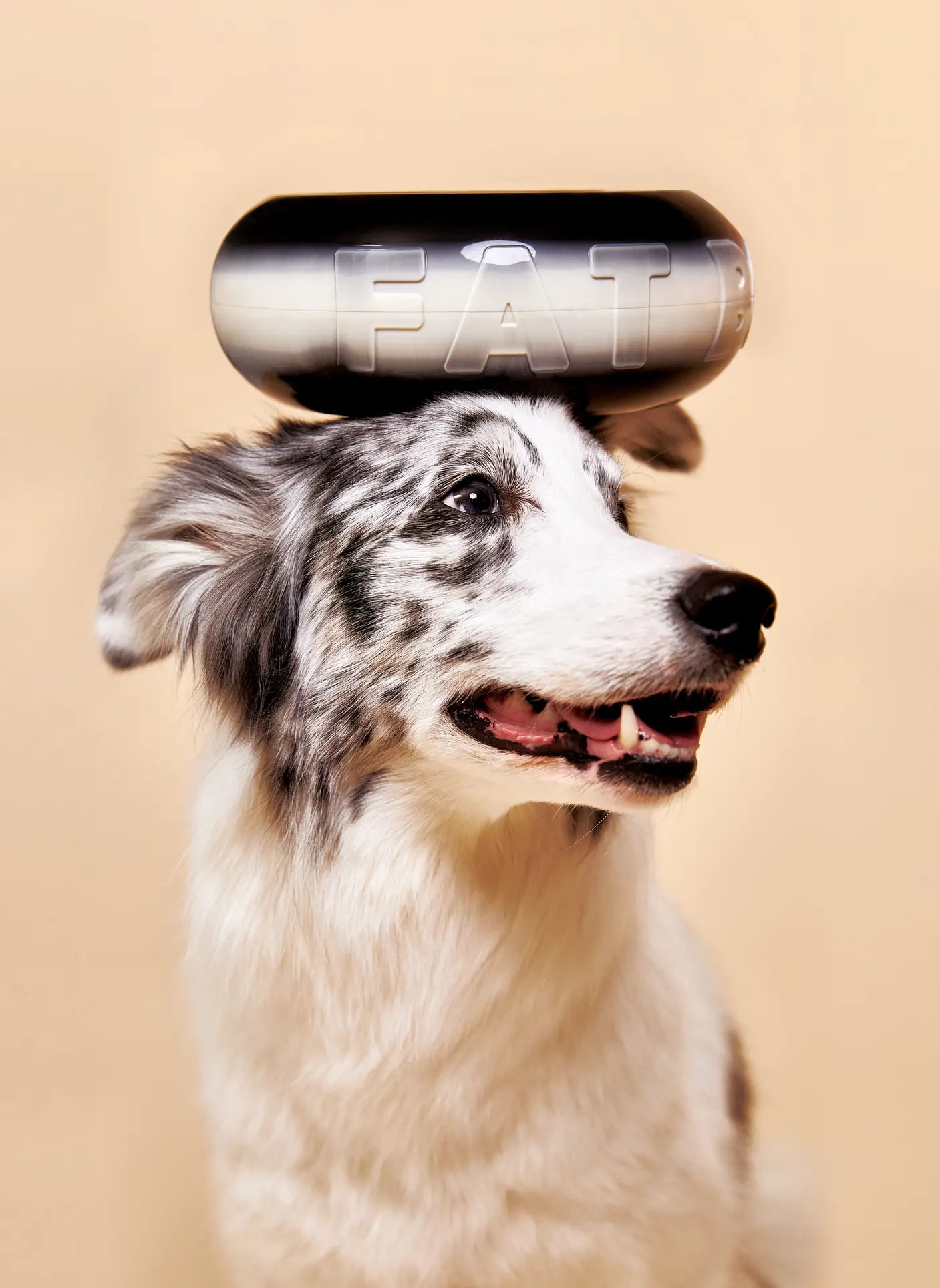 A white and grey dog with black spots balances the Plastic Ark Fat Bowl by Plastic Ark, a metallic capsule-shaped bowl made from recycled plastic, on its head against a plain beige background.