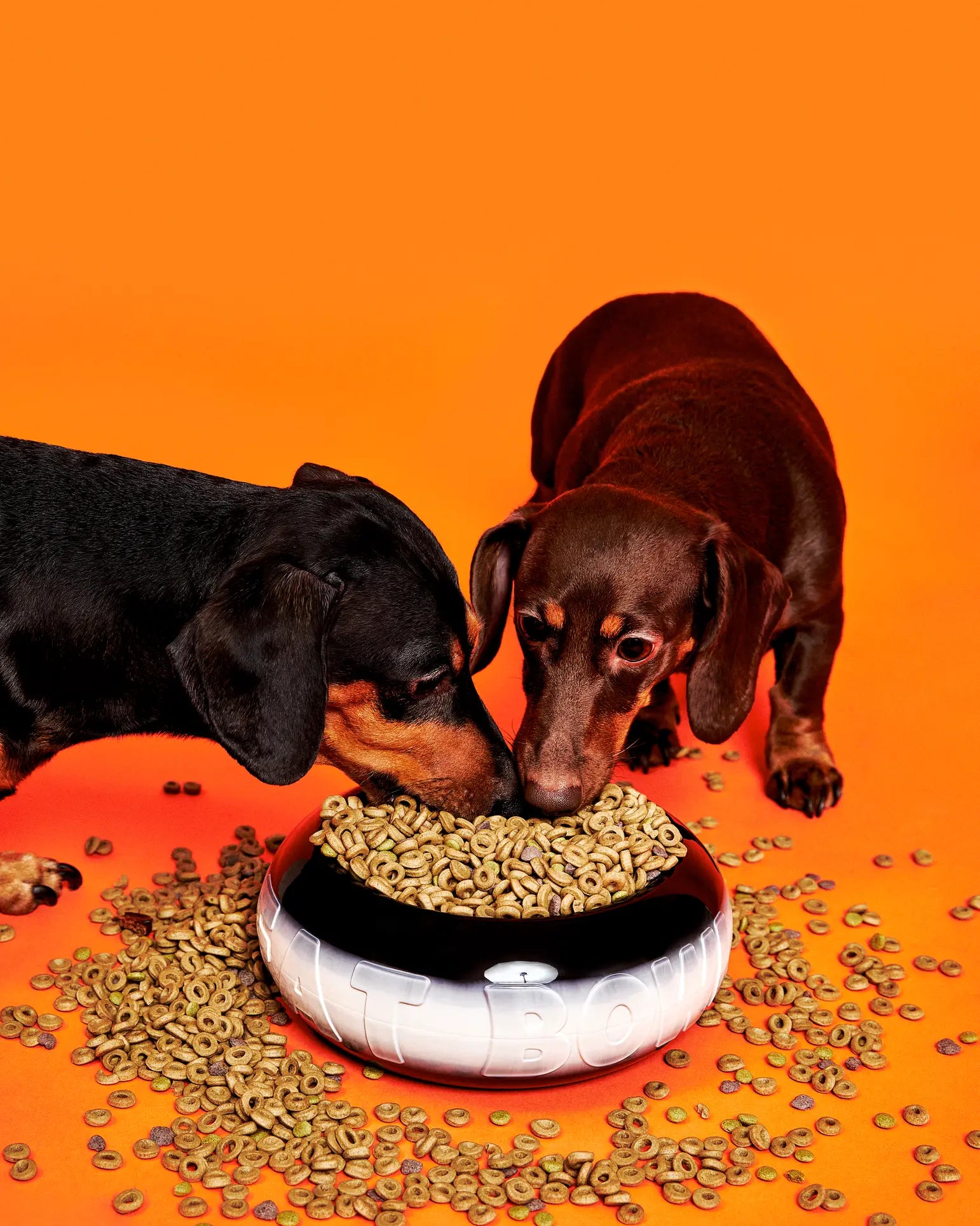 Two dachshunds eat from the Plastic Ark Fat Bowl by Plastic Ark, a black and white bowl made of recycled plastic, surrounded by scattered cereal pieces on an orange background.