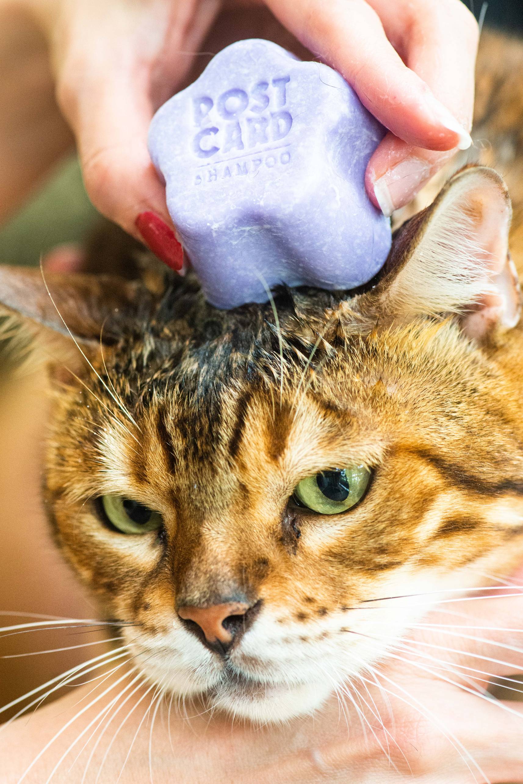 Postcard PET Shampoo Bar 60g Grooming Room Lilac