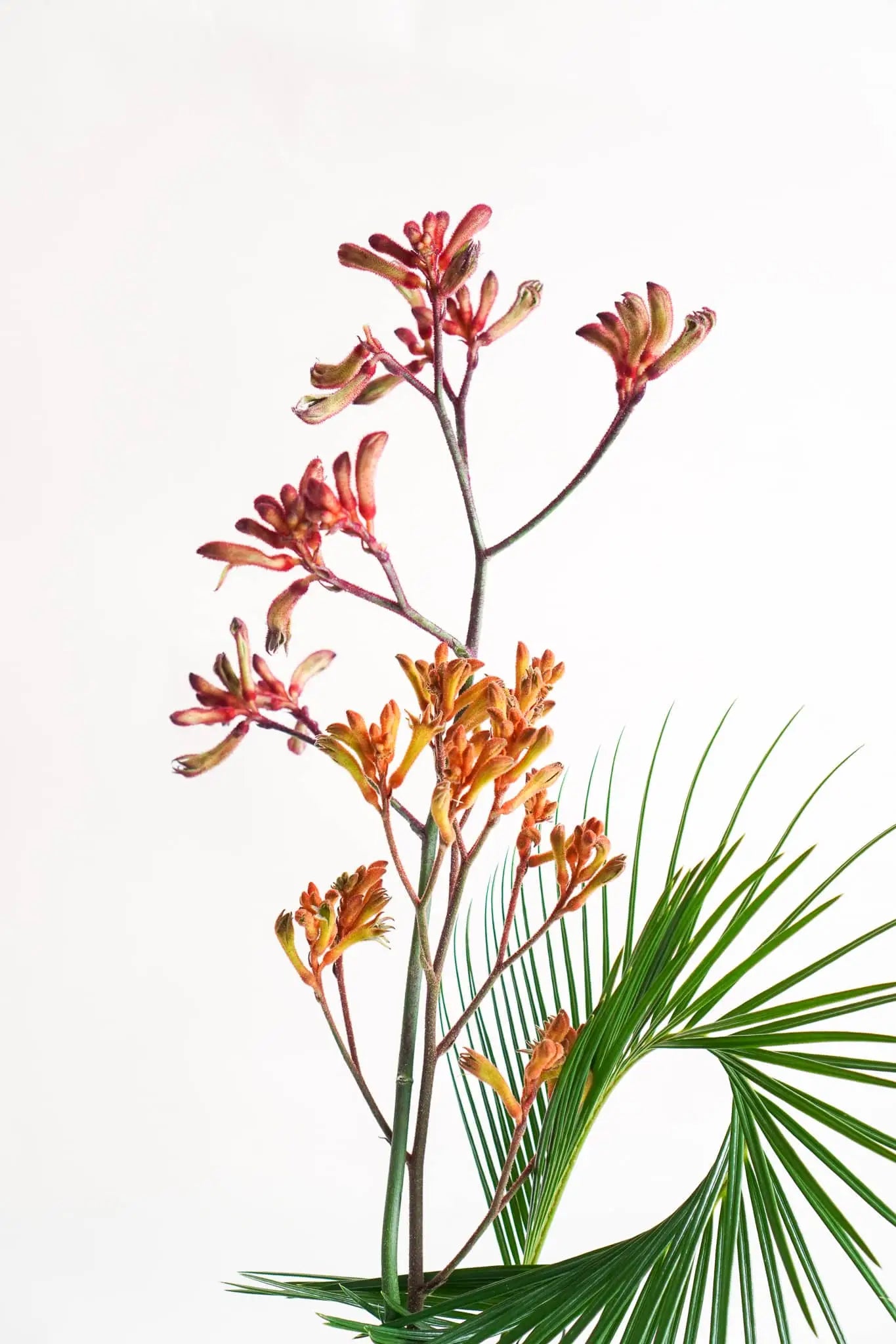 A branch of red and orange kangaroo paw flowers stands upright beside a curved palm frond in the Wonderland Botanicals Bamboo Groove Vase Arrangement, creating vibrant texture for stylish home decor by Wonderland Botanicals.