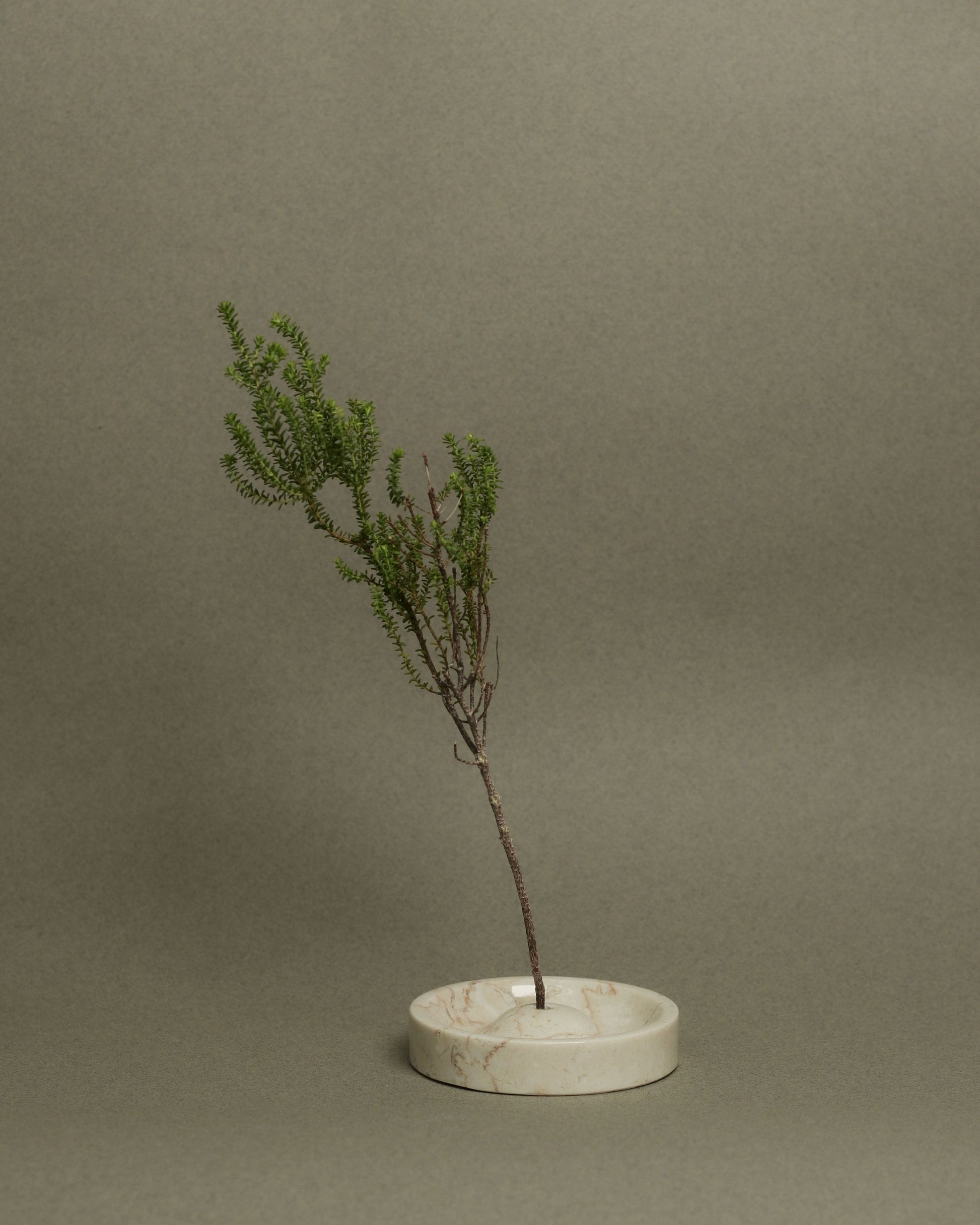 A single, slender green branch with sparse leaves stands upright in the stillgoods Ebb Incense Holder, a round beige marble piece, set against a plain neutral background.