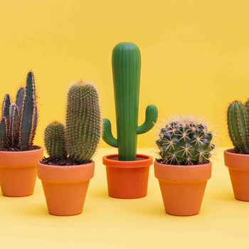 Balvi Cactus Dish Brush
