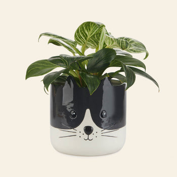 Balvi Kitty Plant Pot