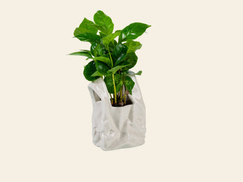 Bitten I Am Not A Plastic Bag Small