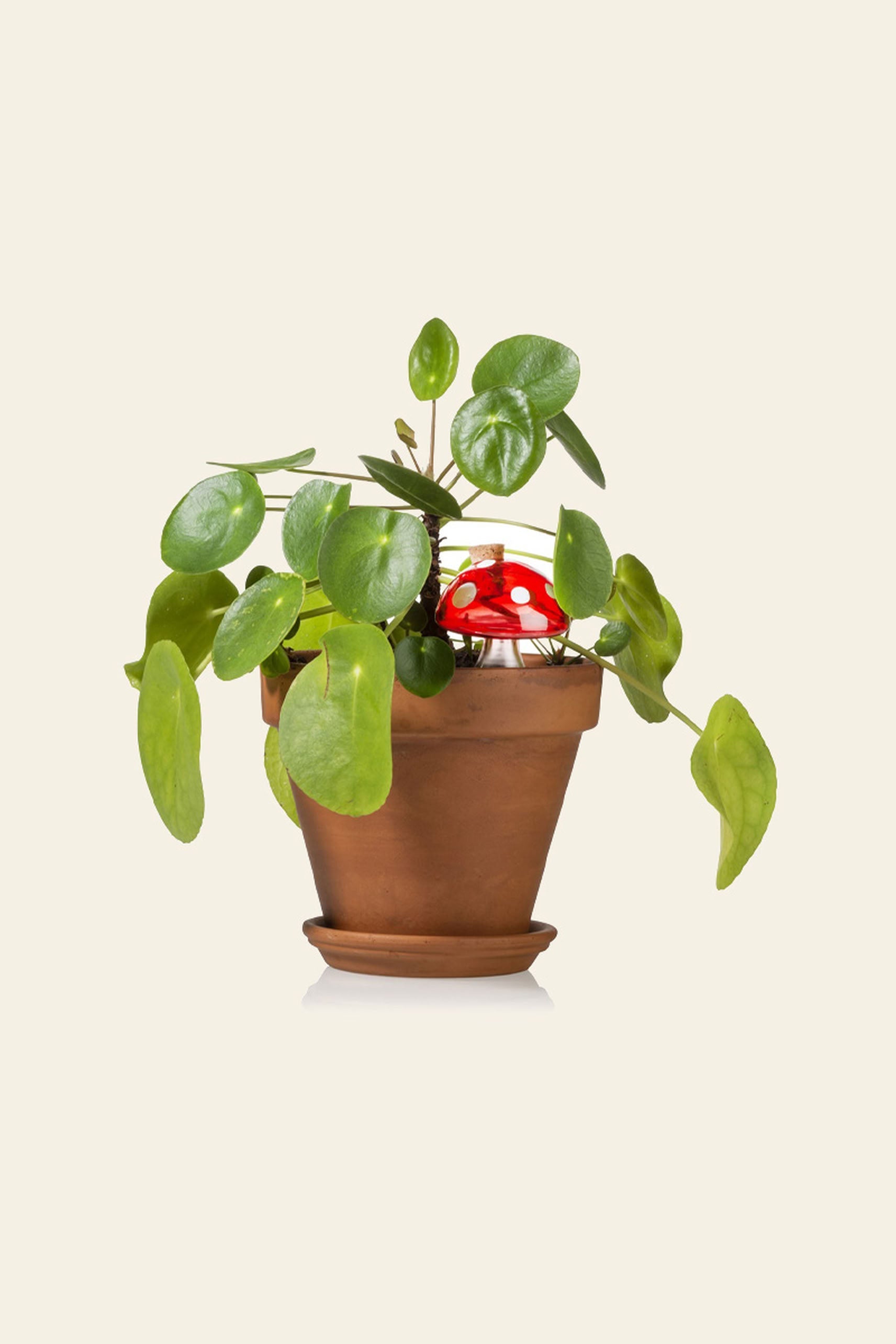 Bitten Plant Watering Mushroom