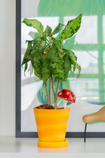Bitten Plant Watering Mushroom