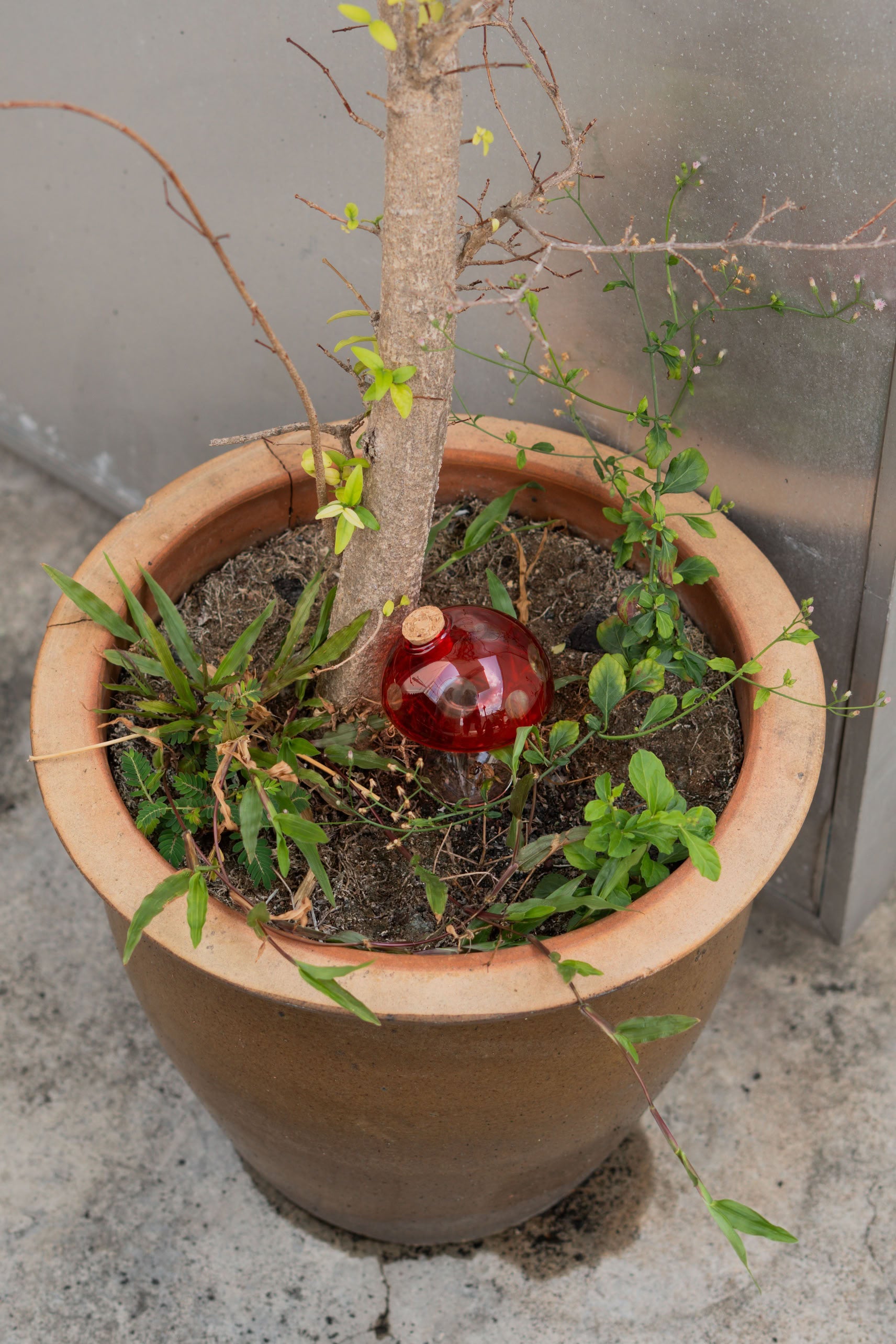 Bitten Plant Watering Mushroom