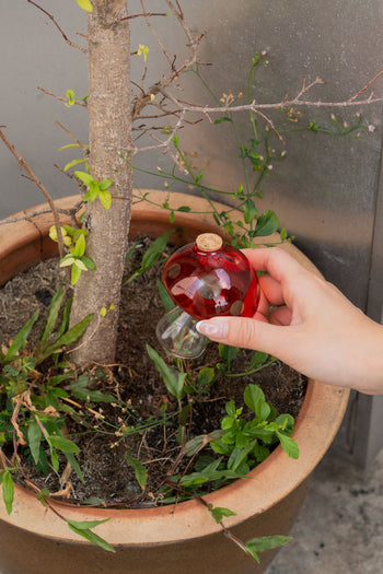 Bitten Plant Watering Mushroom