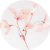 Blush Hydrangea