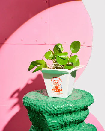 Fluid Market Ramen Vase