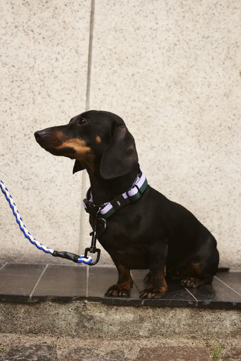 Hay Dogs Collar Flat S M Lavender Green