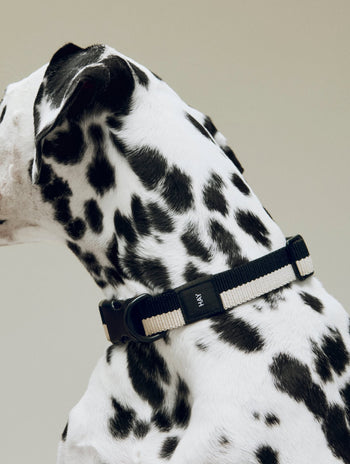 HAY Dogs Collar Flat S/M