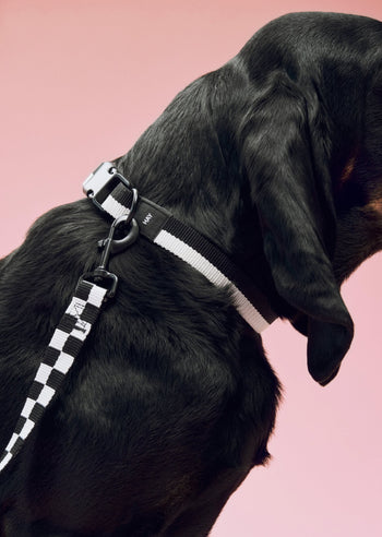 HAY Dogs Collar Flat S/M