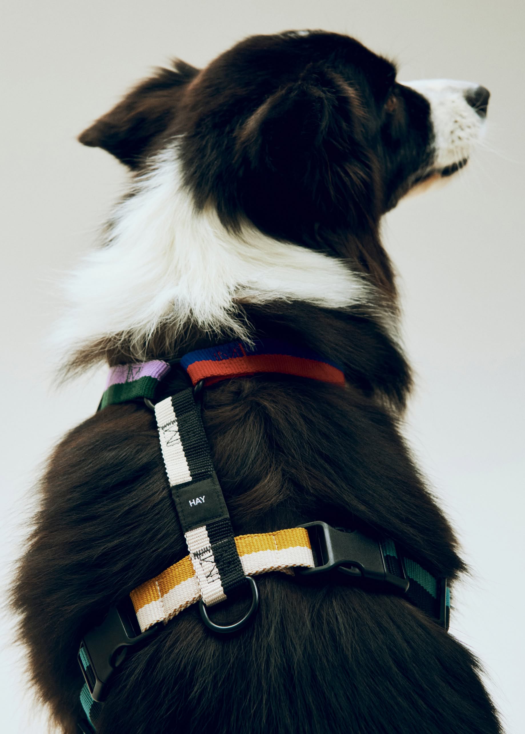 HAY Dogs Harness - Multicolour