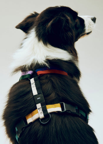 HAY Dogs Harness Multicolour