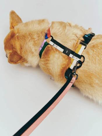 HAY Dogs Harness Multicolour