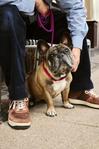 Hay Dogs Leash Braided Red Blue