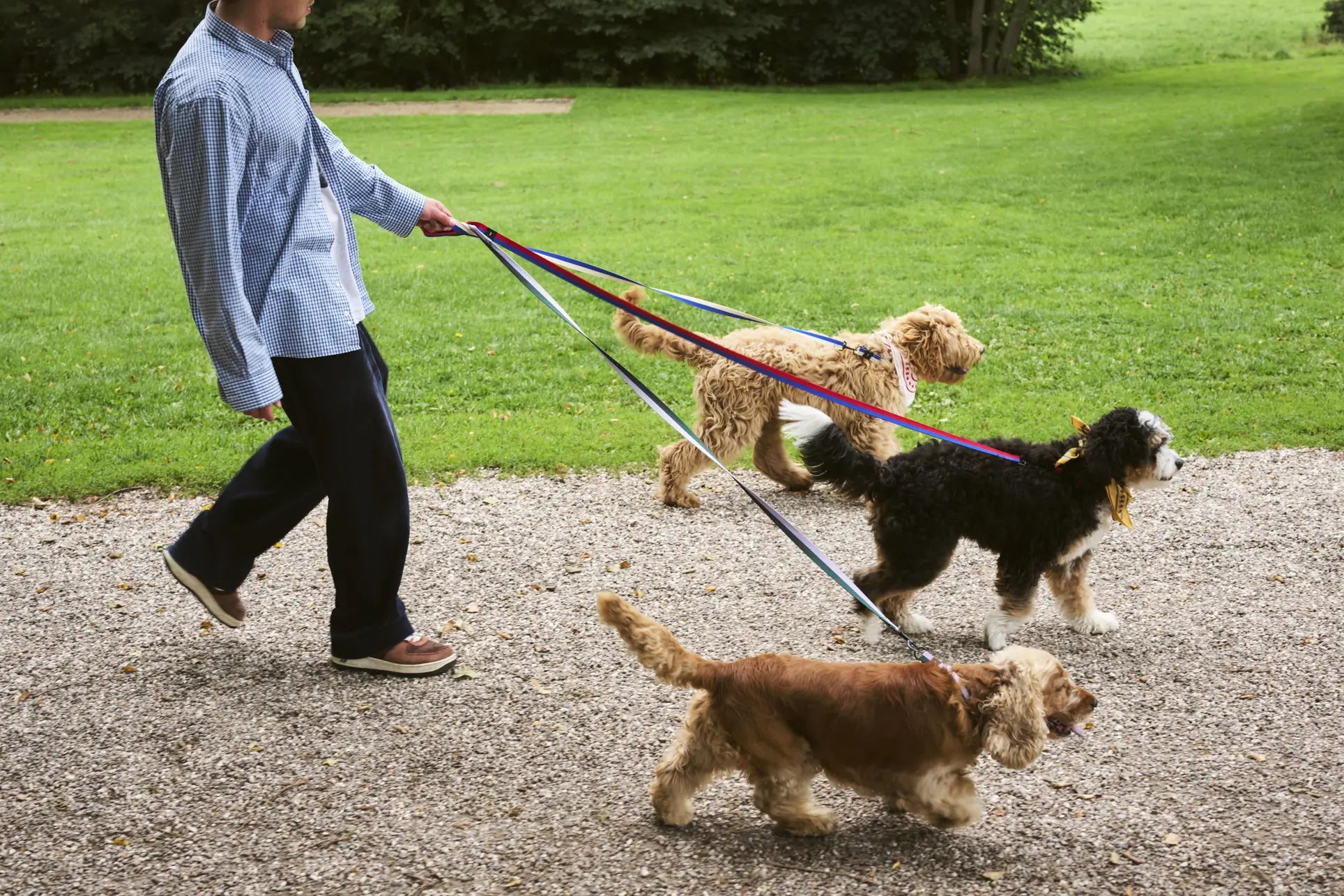 Hay Dogs Leash Flat M L Red Blue