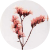 Nuttall's Mudflower