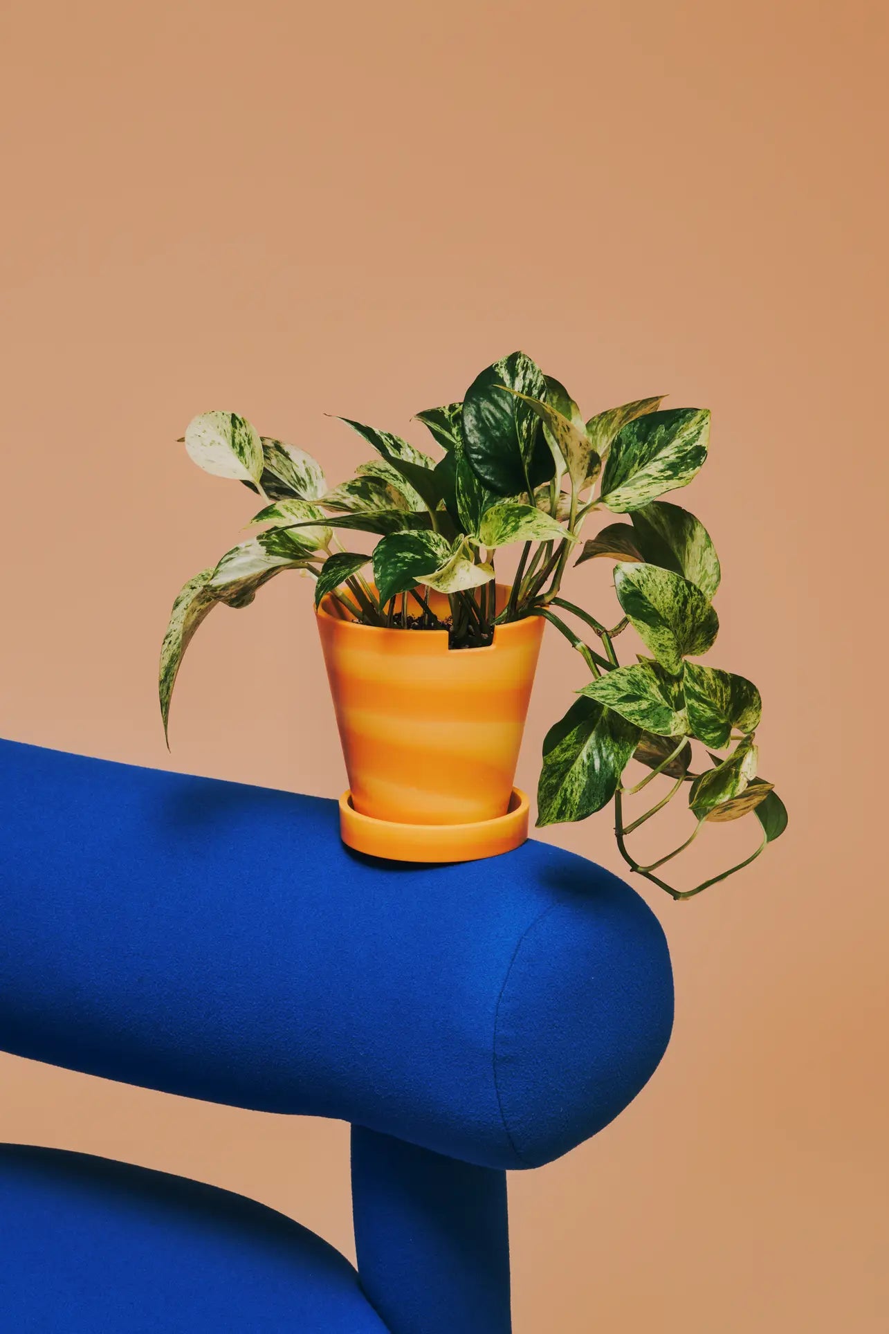 ark plant pot Plastic Ark Dirty Pot
