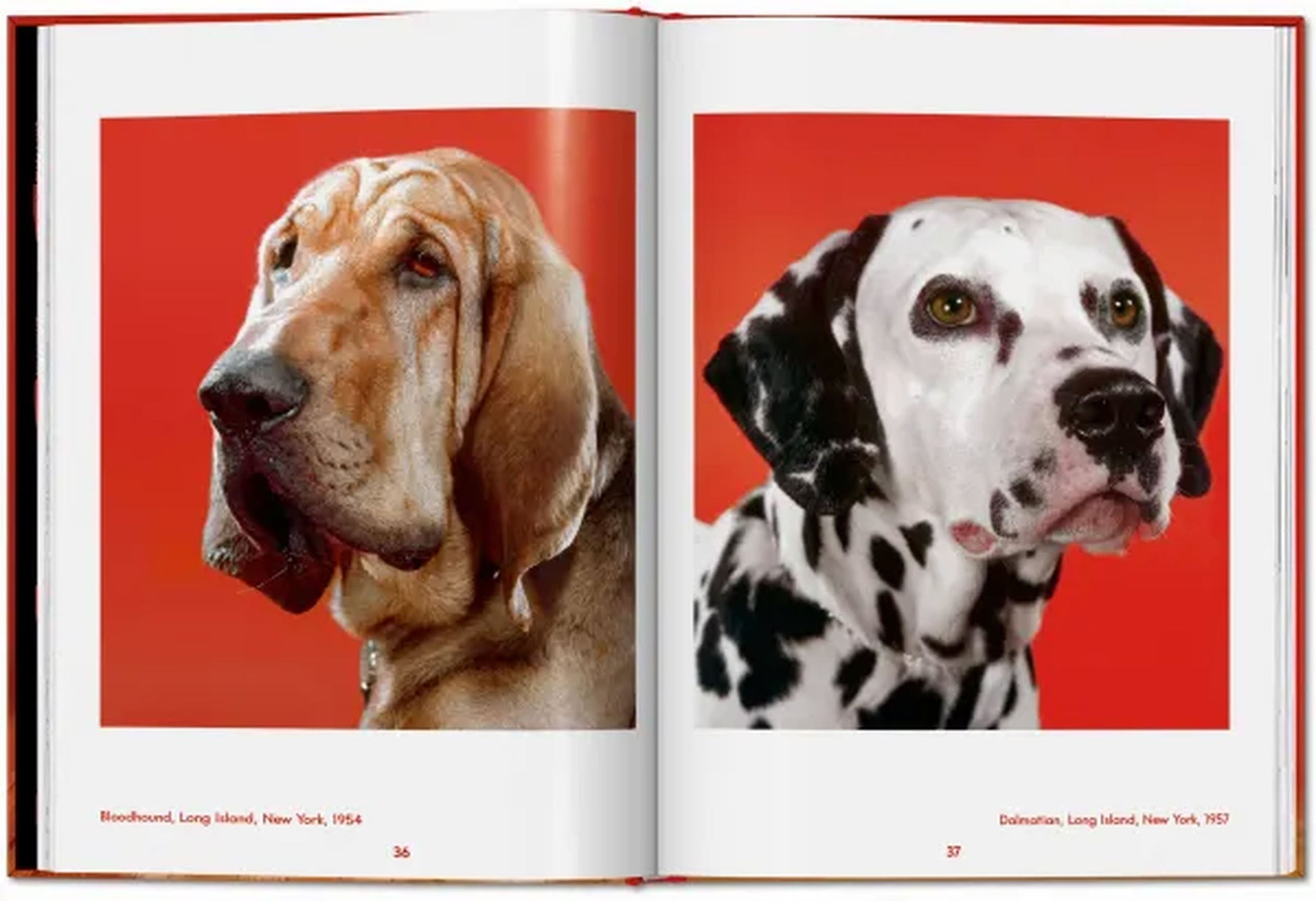 TASCHEN Walter Chandoha. Dogs. Photographs 1941-1991 (Pocket-Sized Edition)