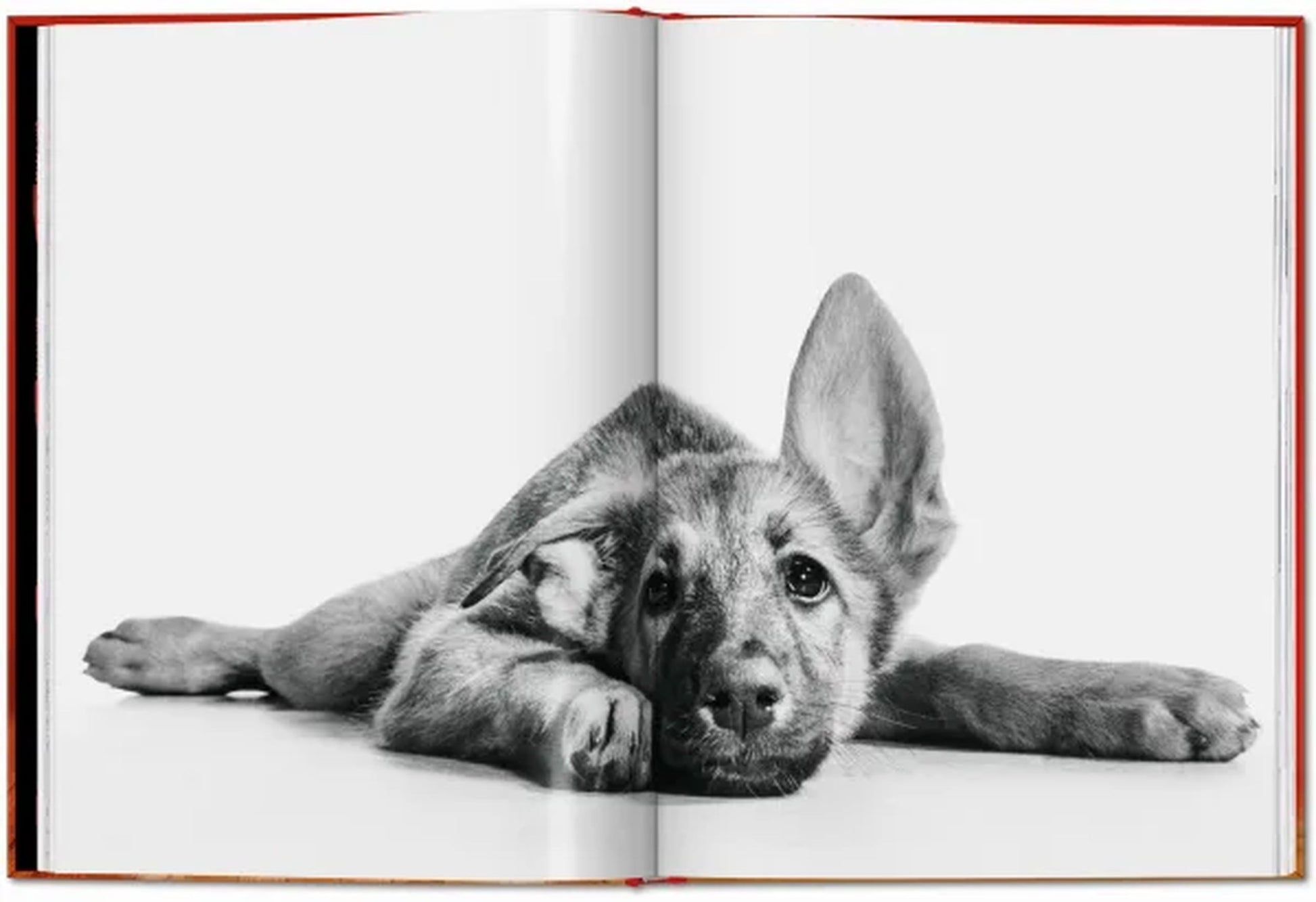 TASCHEN Walter Chandoha. Dogs. Photographs 1941-1991 (Pocket-Sized Edition)